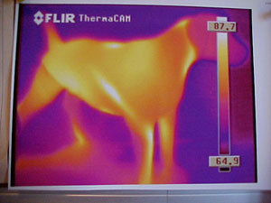 An infrared picture of the dog statue showing radiant heat at work. Seemingly, the dog has no heat in its head.